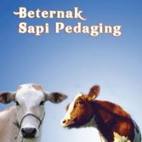 Beternak Sapi Pedaging